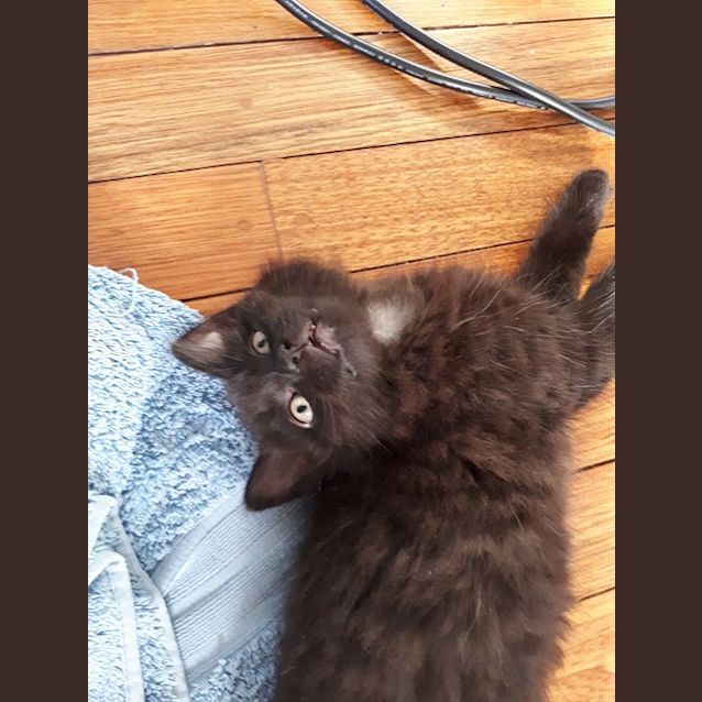 Photo of Hugo   Pending Adoption