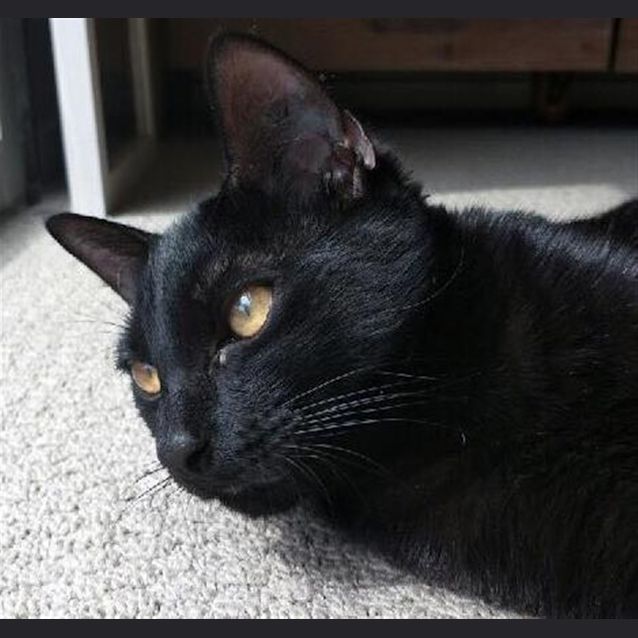 Photo of Scout(sirius)