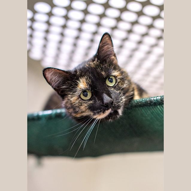 Photo of Pip