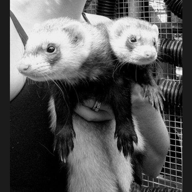 Photo of Pixie & Dijon