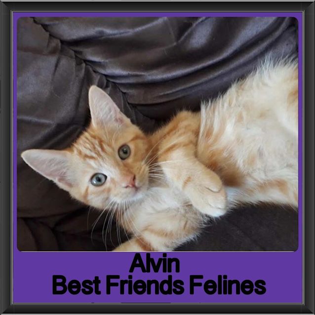 Photo of Alvin