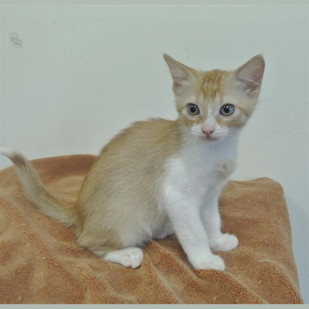 Photo of Ginger