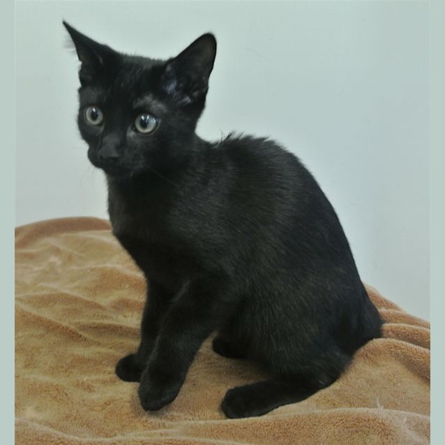 Photo of Midnight