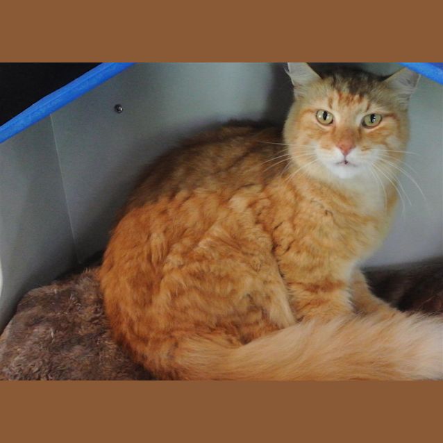 Photo of Garfield