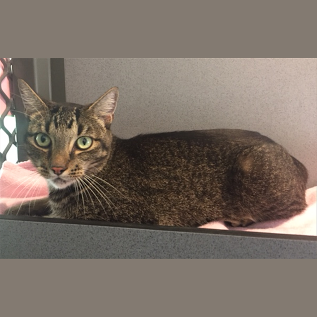 Photo of Puss