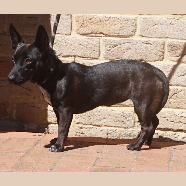 Photo of Dixie