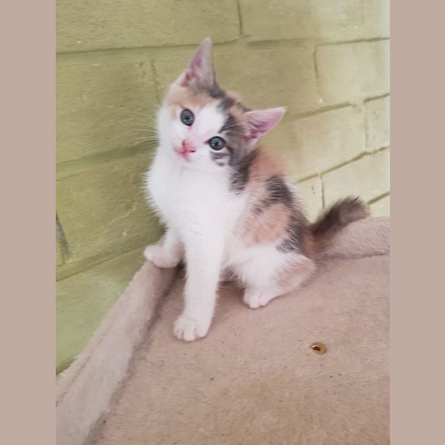 Photo of Muffin