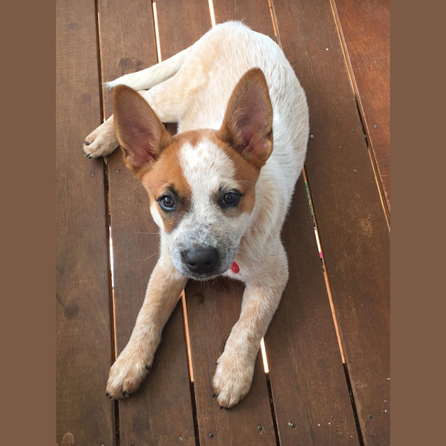 Photo of Rosie **Adoption Pending Review Of Applications**