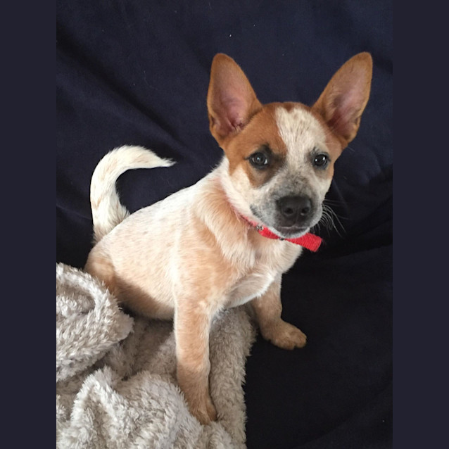 Photo of Rosie **Adoption Pending Review Of Applications**