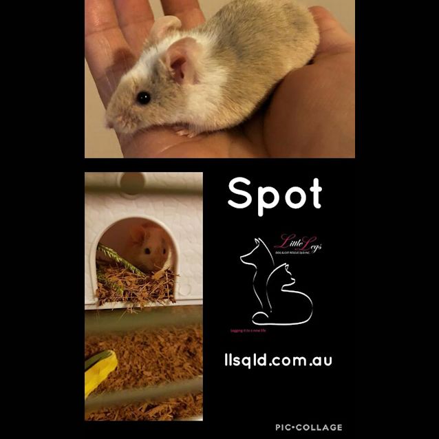 Photo of Spot