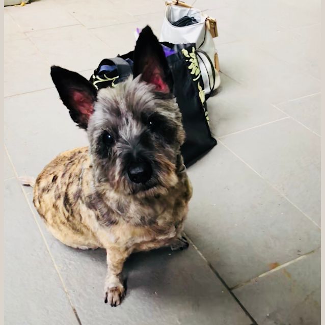 Photo of Rusty 