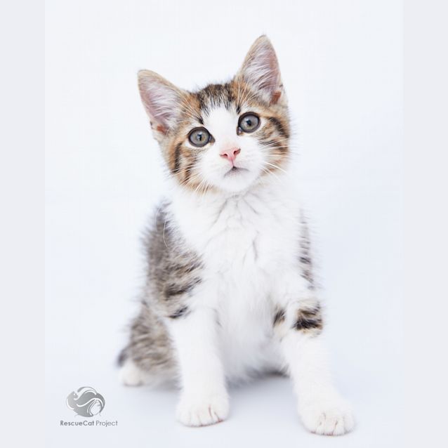 Photo of Tilbat   Tib For Short