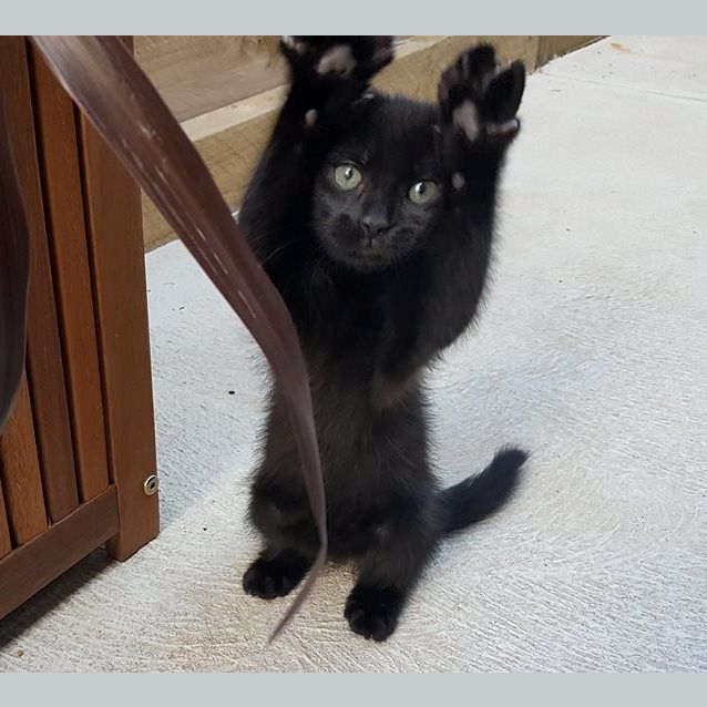 Photo of Coco **2nd Chance Cat Rescue**