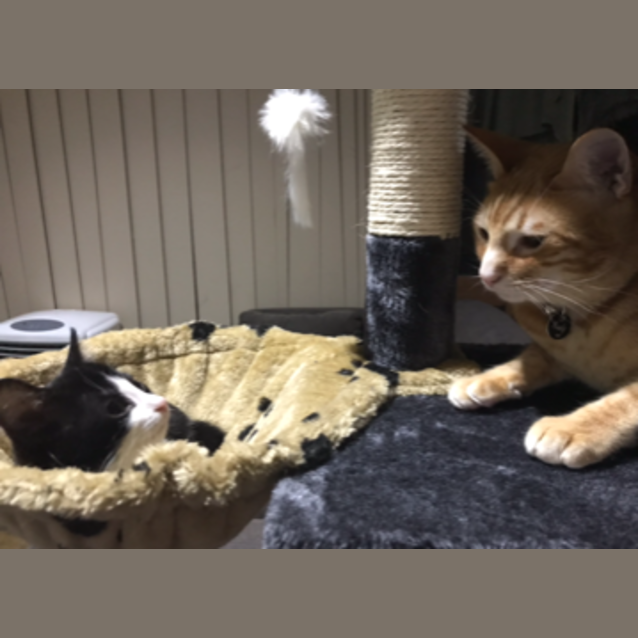 Photo of Boss **2nd Chance Cat Rescue**