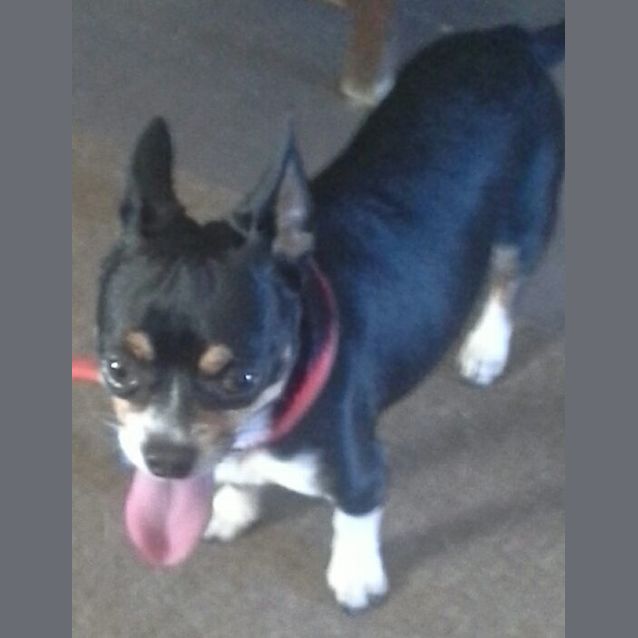 Photo of Angus