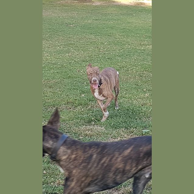 Photo of Chester