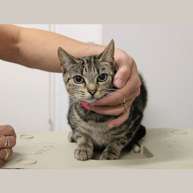 Photo of Poppy (0854)