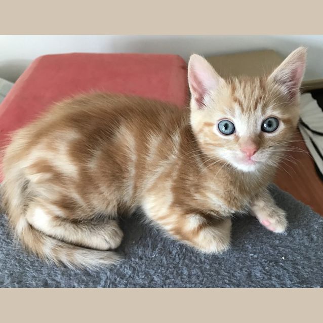 Photo of Adem **2nd Chance Cat Rescue**