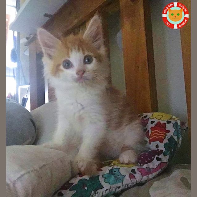 Photo of Nacho