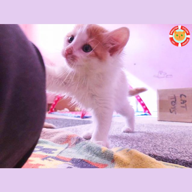 Photo of Saffron