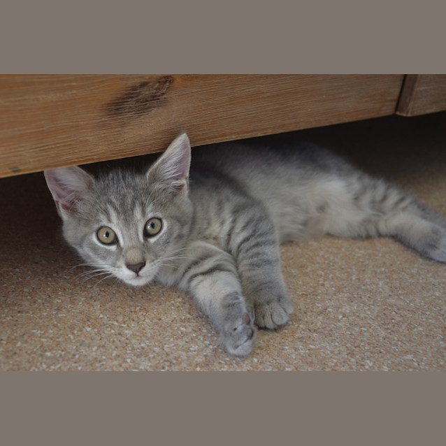 Photo of Chairman Meow