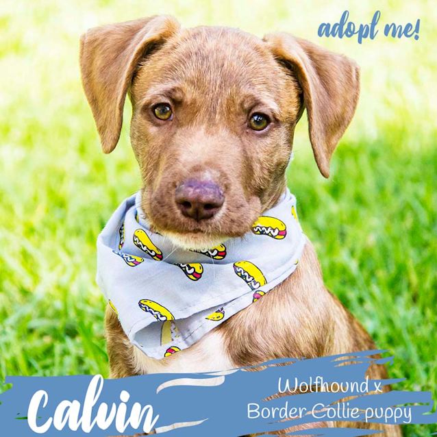 Photo of Calvin ~ Wolfhound X Bc (On Trial 2 5 18)