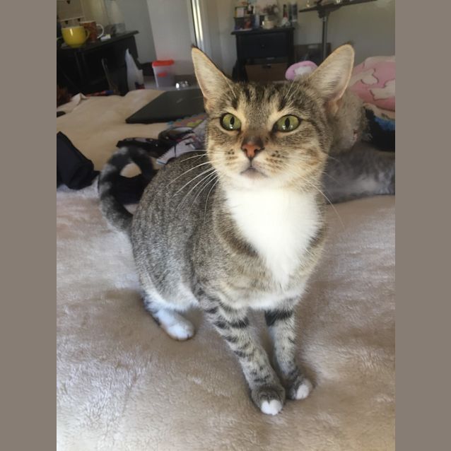 Photo of Mama Tea The Sweet Tabby Cat!