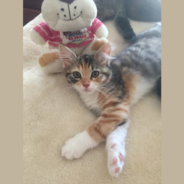 Photo of Jasmine Tea The Half/Half Kitten!