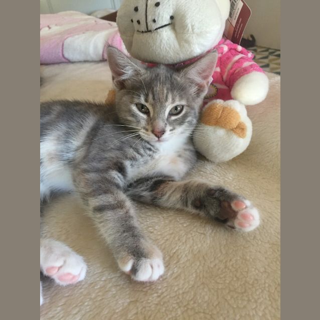 Photo of Chai Tea The Petite Pastel Kitten!