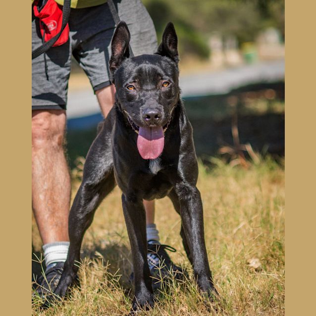 Photo of Spock Db353