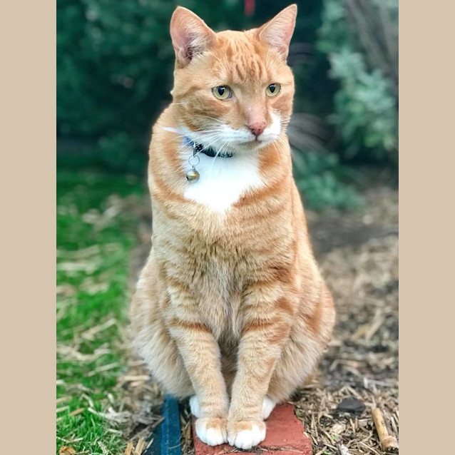 Photo of Ed Sheeran