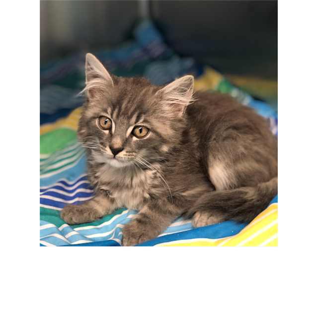 Photo of Simba