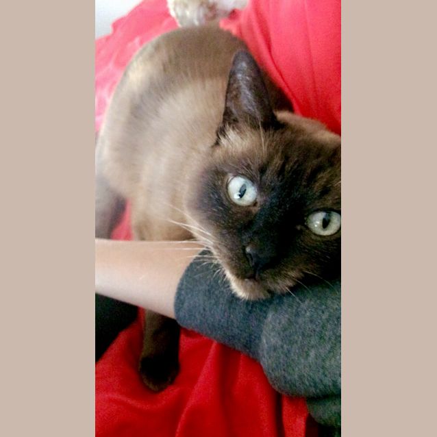 Photo of Fagin