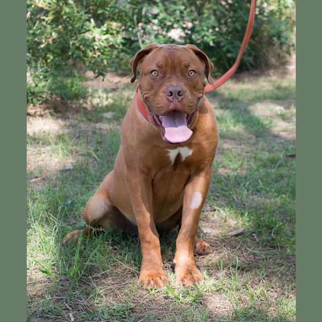 Photo of Hooch