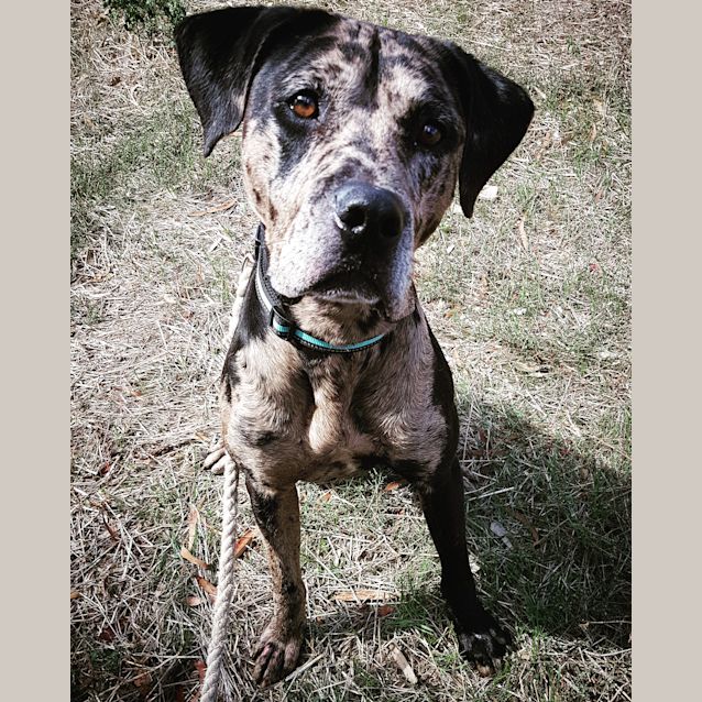 Photo of Chevy *On Hold For Pending Meets**