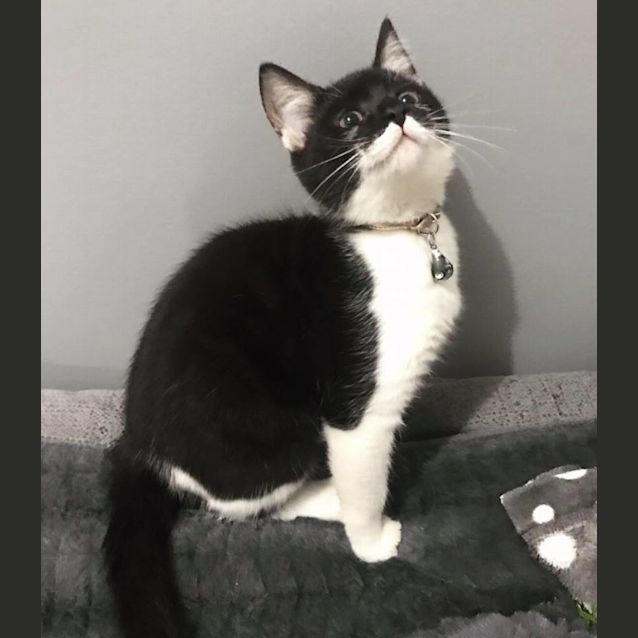 Photo of Coco The Kitten!