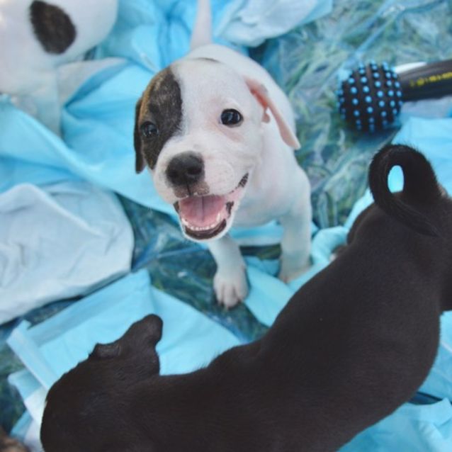 Photo of Luna Be D47988