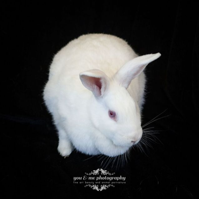 Photo of Clover   Mo0002
