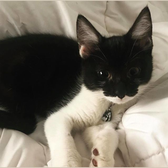Photo of Coco The Cutest Kitten! 