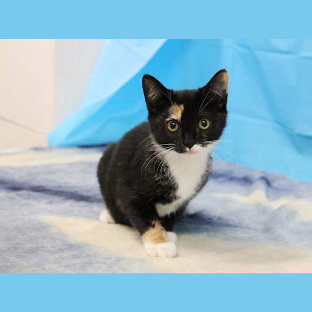 Photo of Bubble (1005)