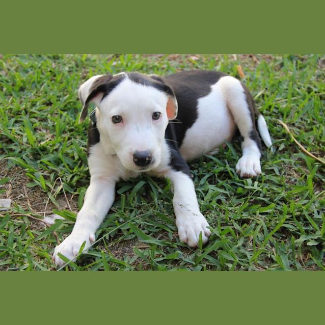 Photo of Oakley ~ Staffy X Border Collie (On Trial 25/5/18)