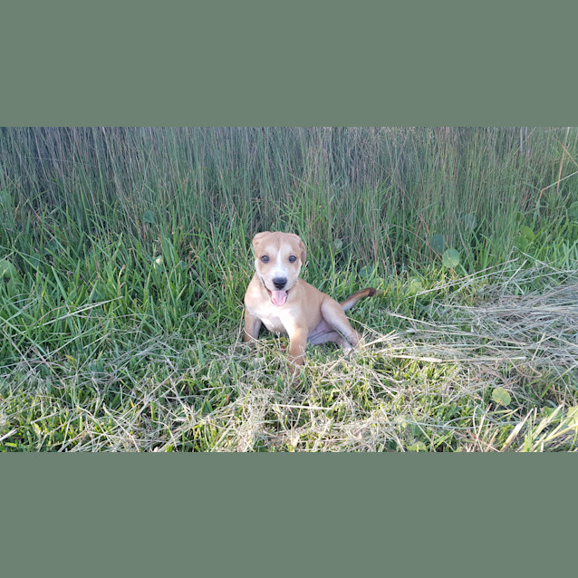Photo of Cricket ~ Staffy X Bc (On Trial 19 4 18)