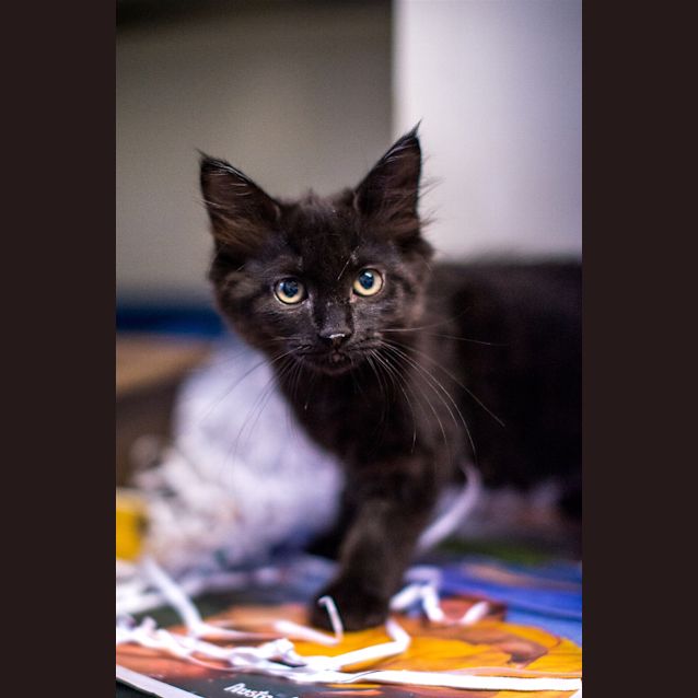 Photo of Midnight