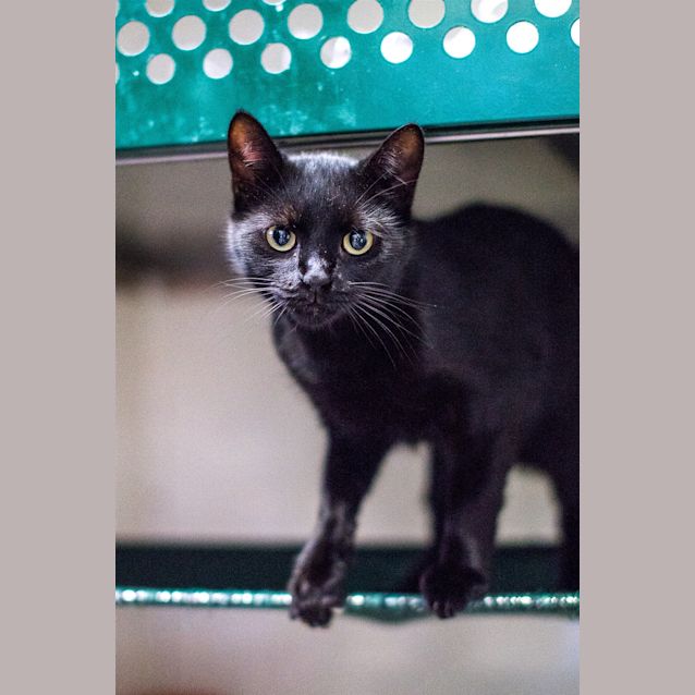 Photo of Ninja