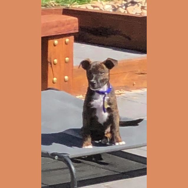 Photo of Dane