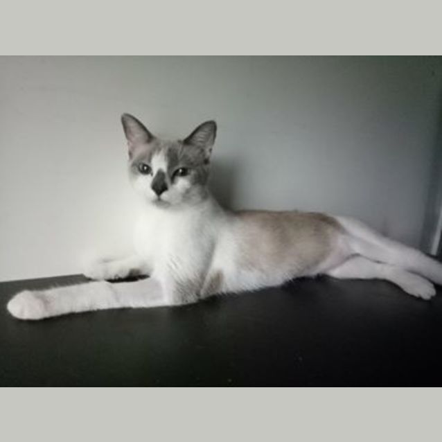 Photo of Lulu