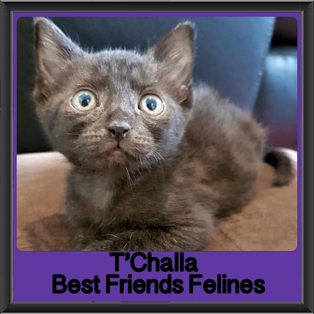 Photo of T'challa 