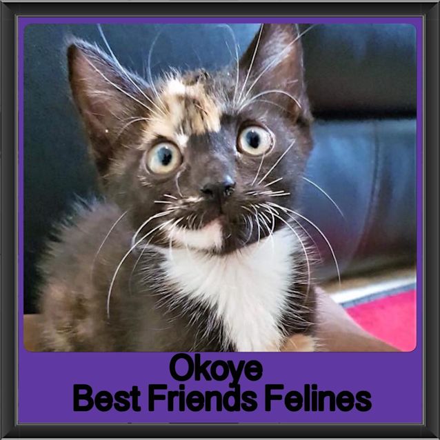 Photo of Okoye 