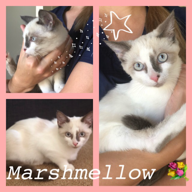 Photo of Marshmallow