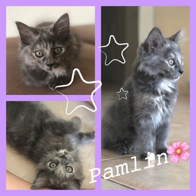 Photo of Pamlin
